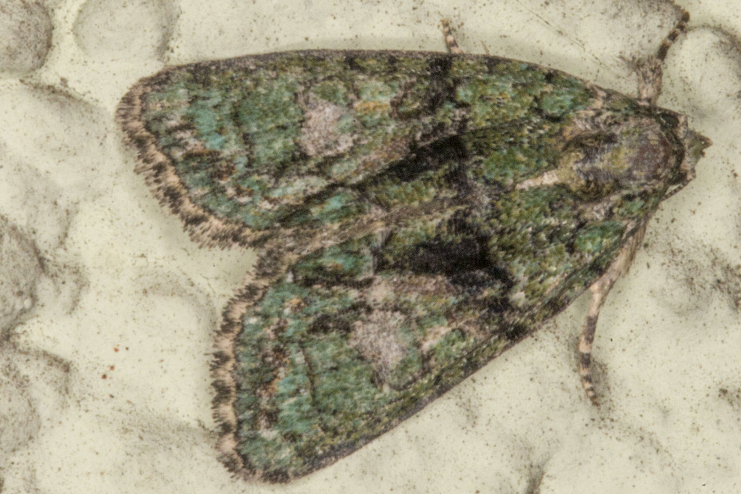 Image of tree-lichen beauty