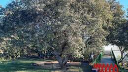 Image of Terminalia fagifolia Mart.