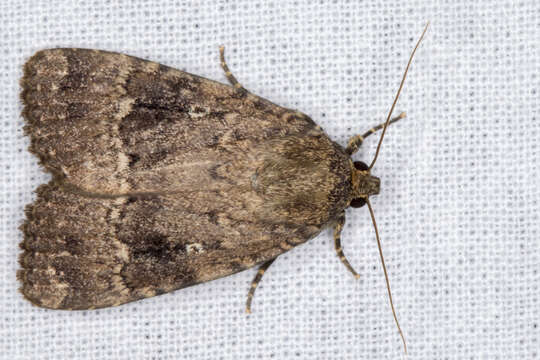 Image of copper underwing