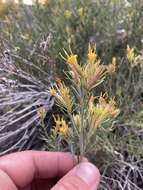 Image of Parry's rabbitbrush