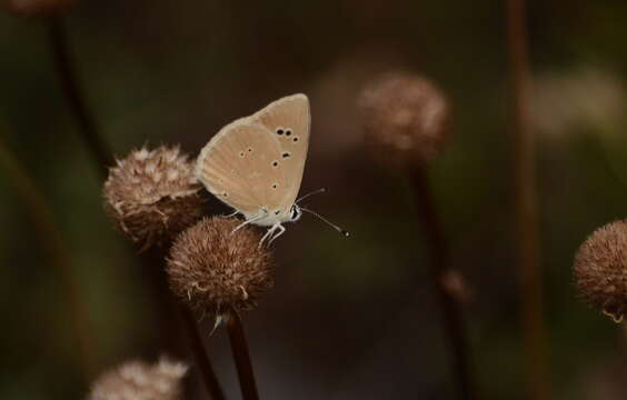 Imagem de <i>Polyommatus dolus</i>