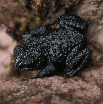 Plancia ëd Oreophrynella nigra Señaris, Ayarzagüena & Gorzula 1994