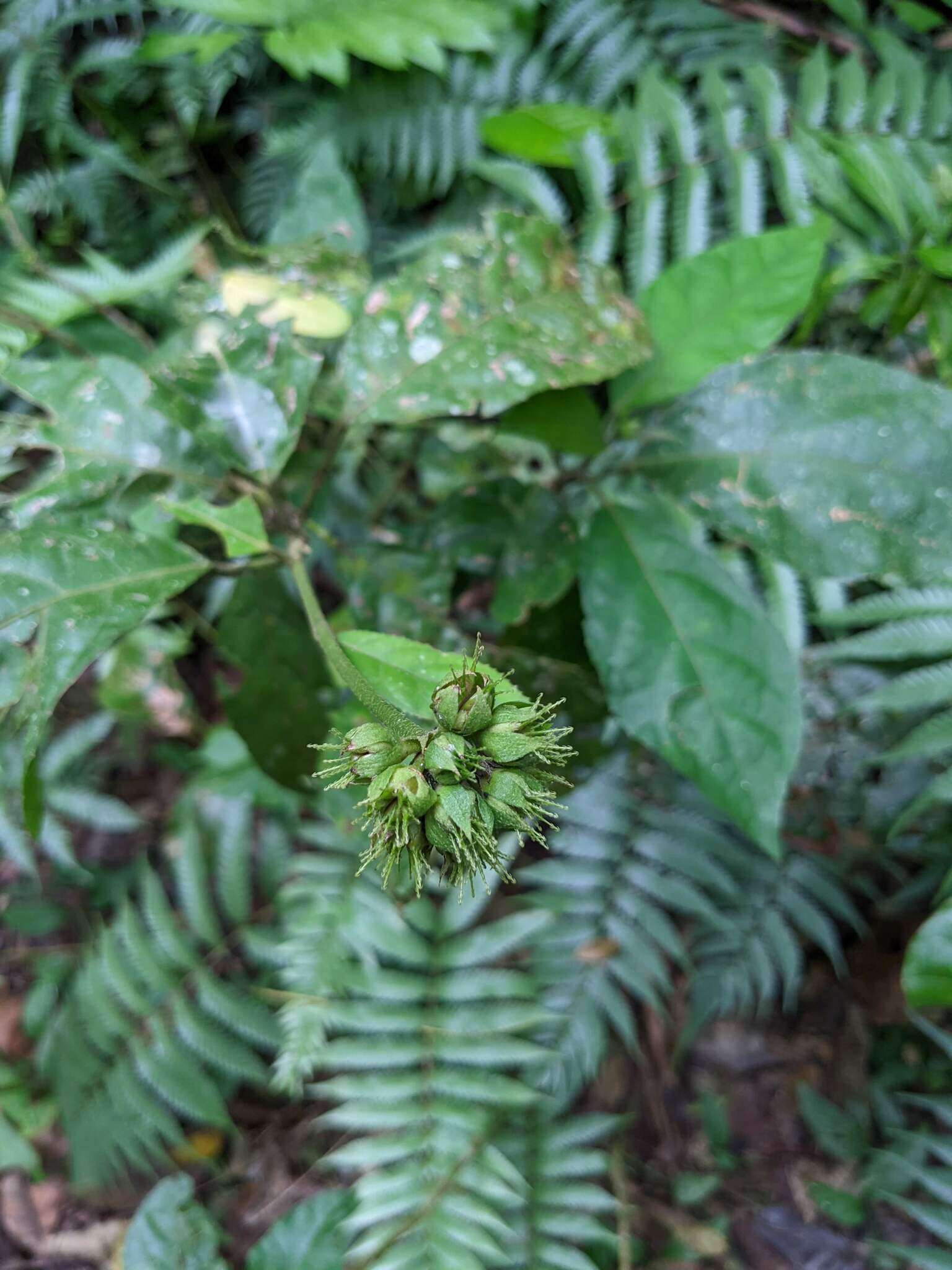 Image de Pavonia fruticosa (Mill.) Fawcett & Rendle