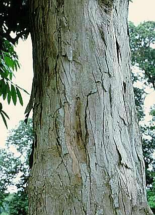 Image de Carapa guianensis Aubl.