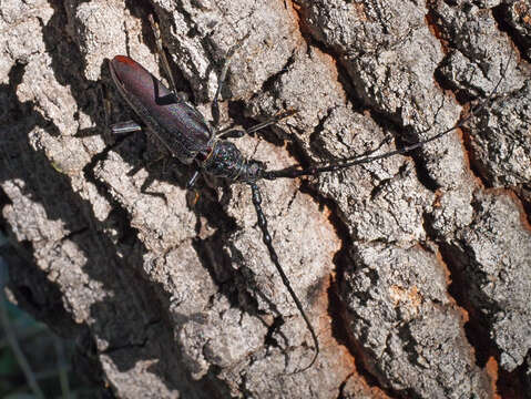 Image of Iberian white oak