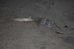 Image of Snaggle-toothed snake-eel