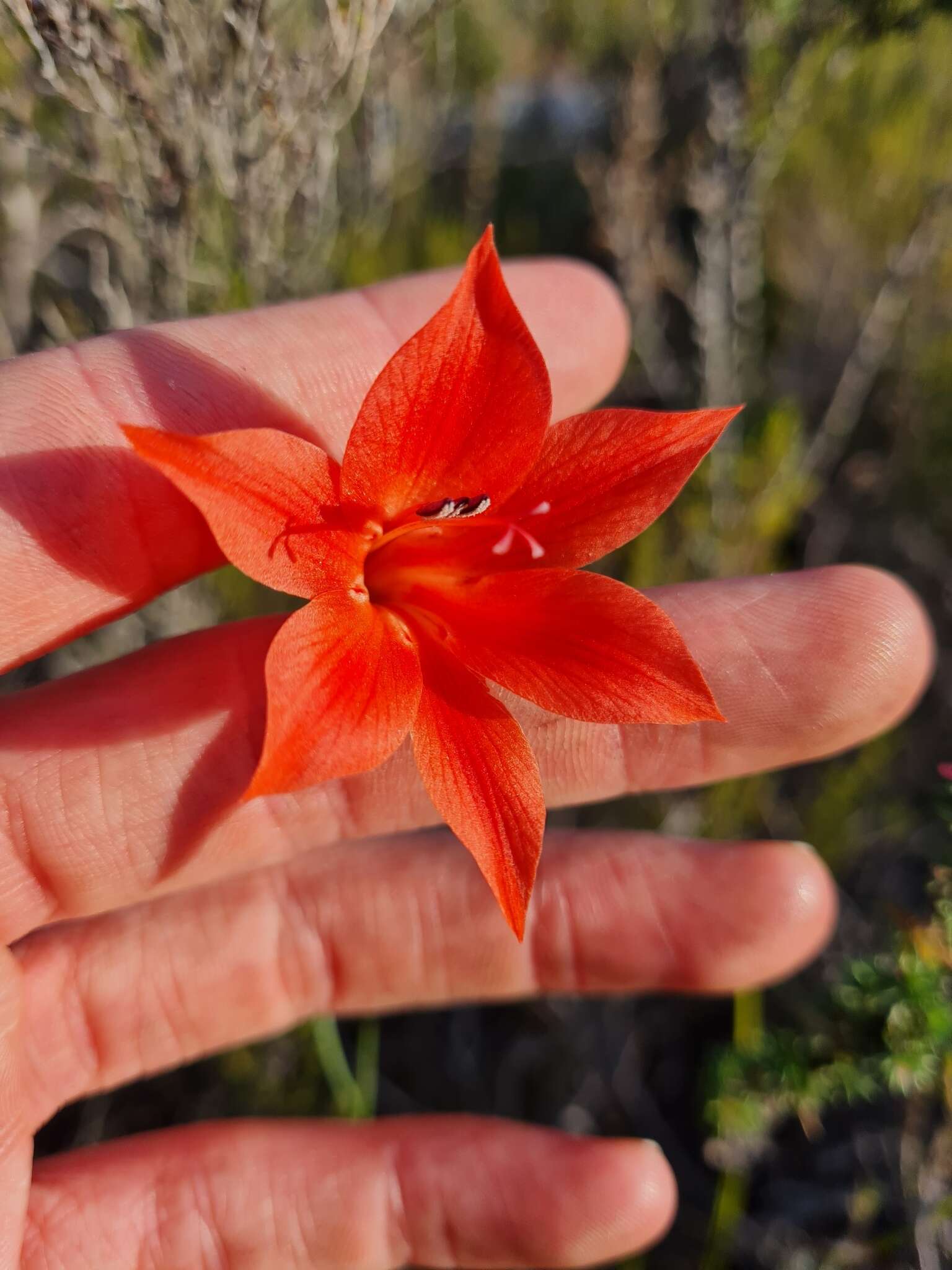 Imagem de Gladiolus meridionalis G. J. Lewis