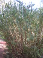 Plancia ëd Heimia salicifolia (Kunth) Link