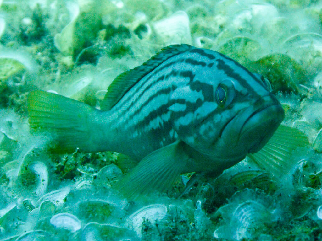 Imagem de Epinephelus costae (Steindachner 1878)