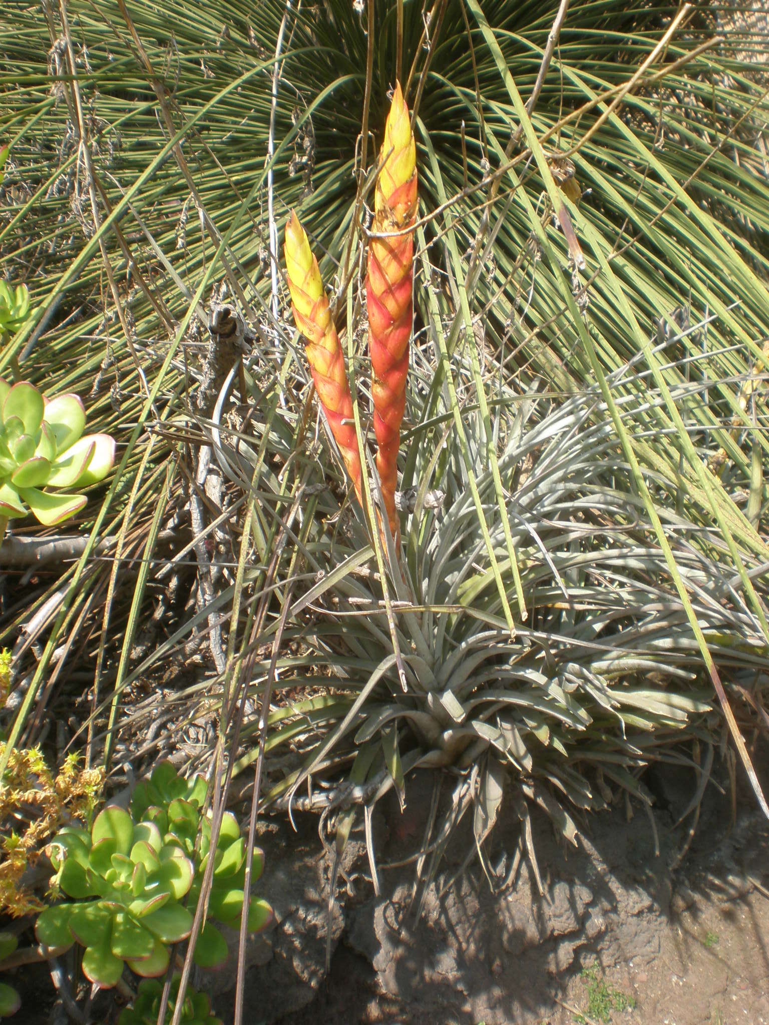 Image de Tillandsia fasciculata Sw.