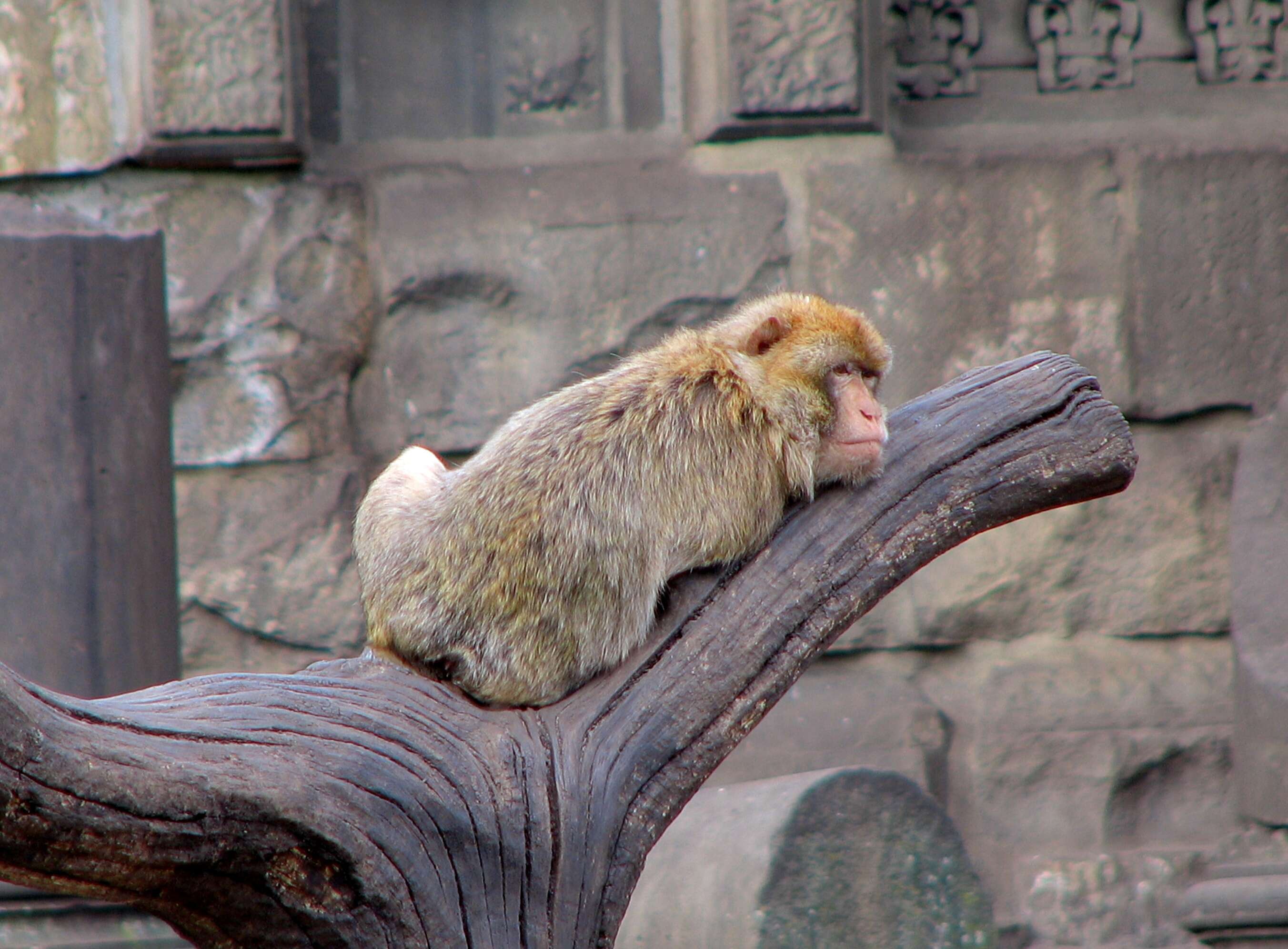 Image of Barbary Ape