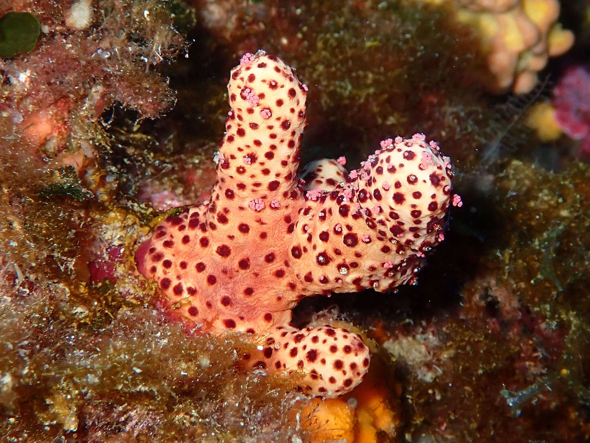 Imagem de Alcyonium acaule Marion 1878