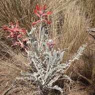 Imagem de Astragalus helleri Fenzl