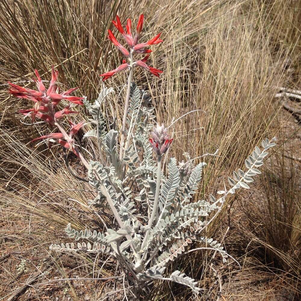 Sivun Astragalus helleri Fenzl kuva