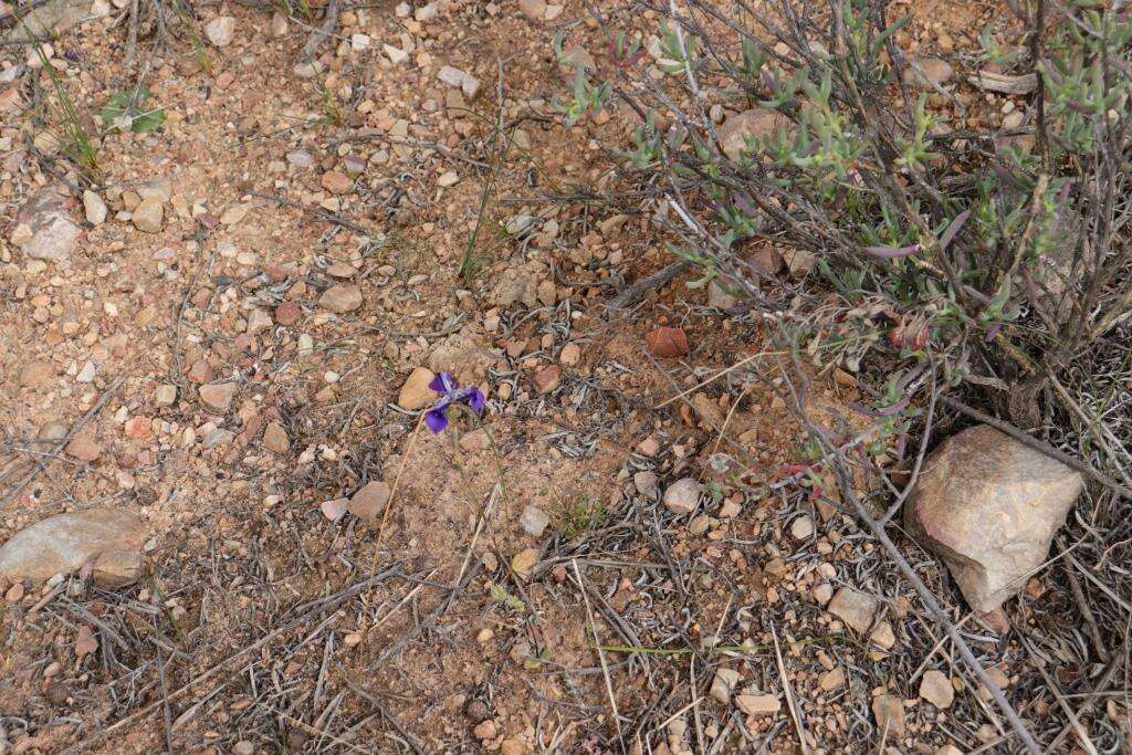 Image of Moraea regalis Goldblatt & J. C. Manning