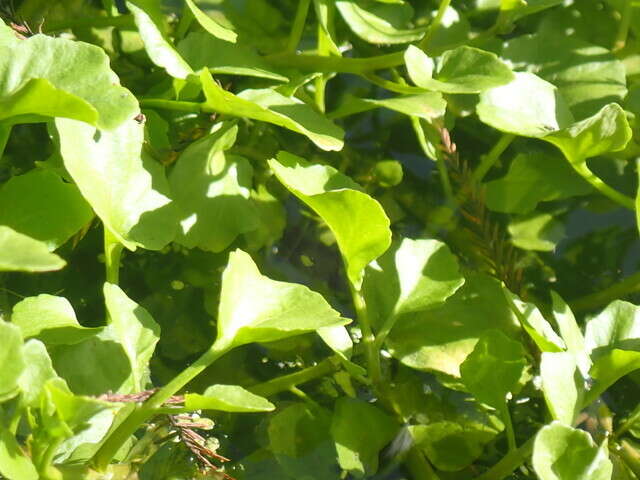 Plancia ëd Nasturtium floridanum (Al-Shehbaz & Rollins) Al-Shehbaz & R. A. Price