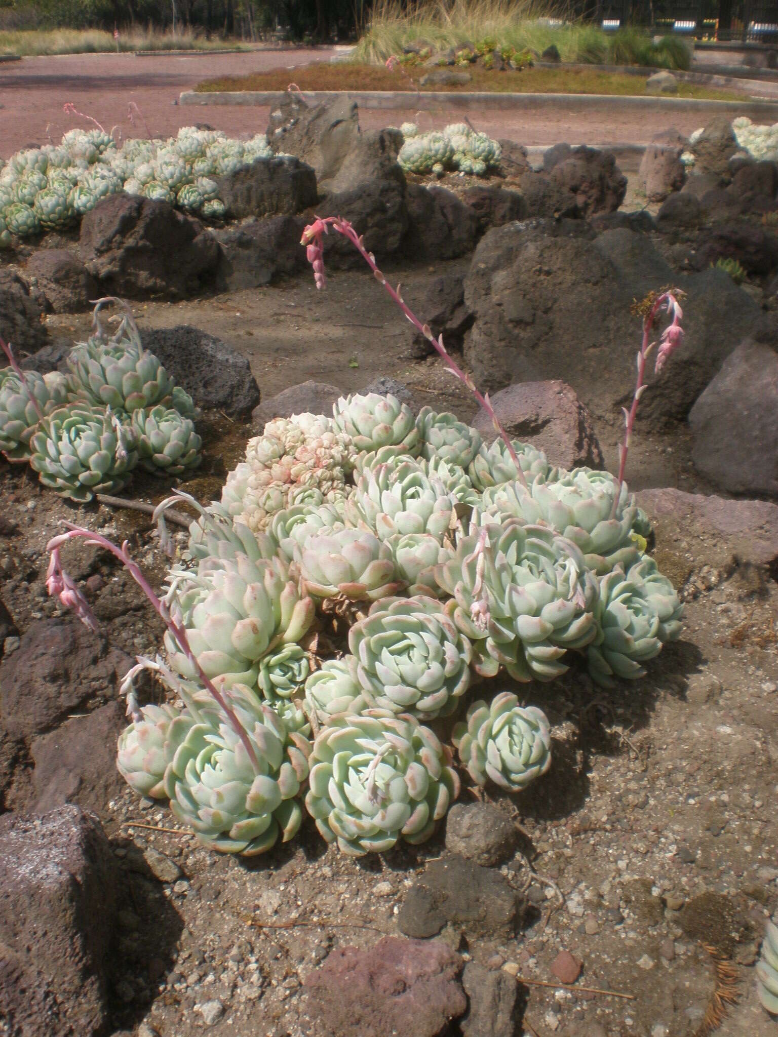 Image of Echeveria elegans Rose