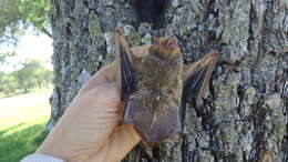 Image of Red Bat