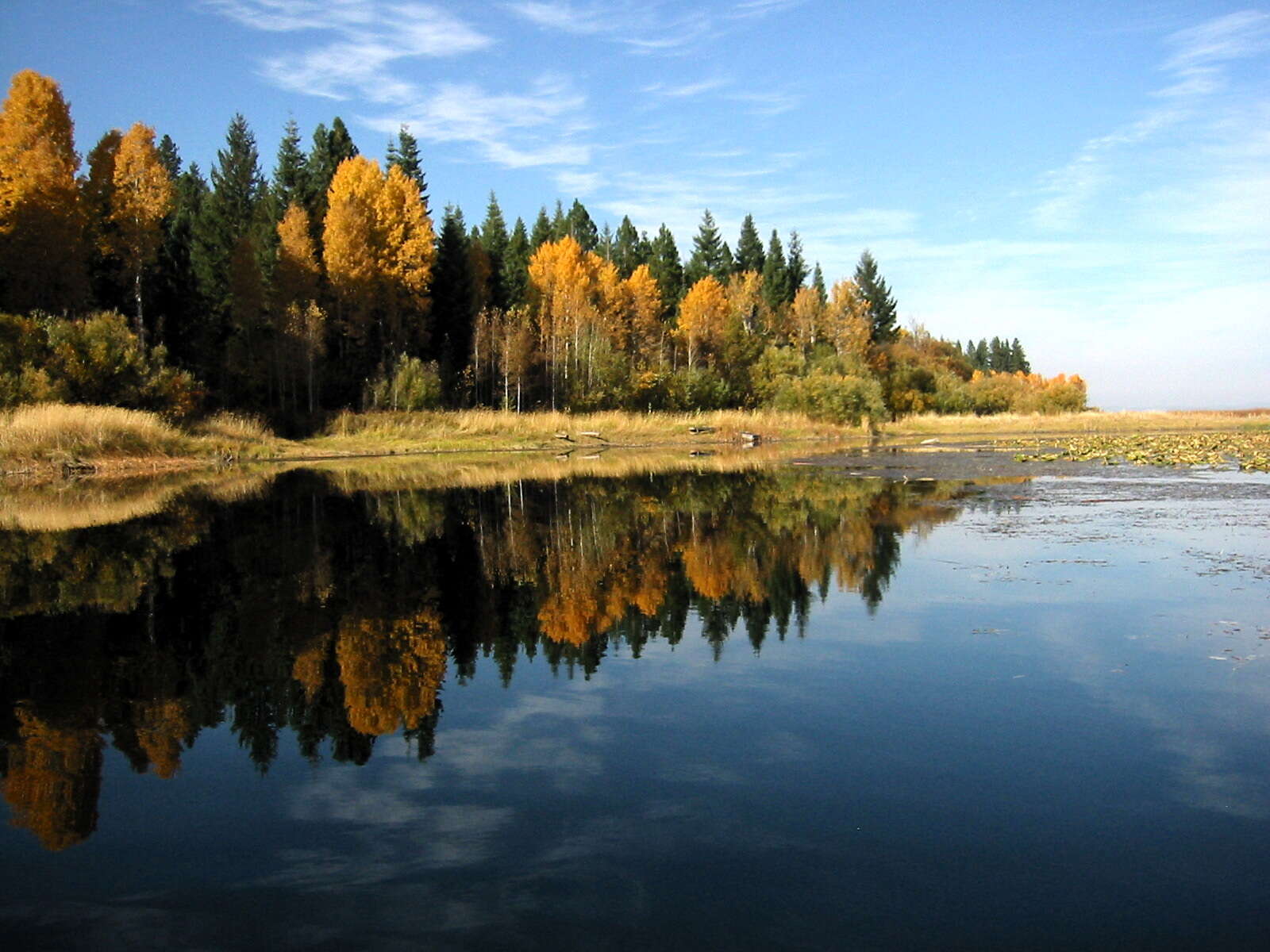 Image of quaking aspen