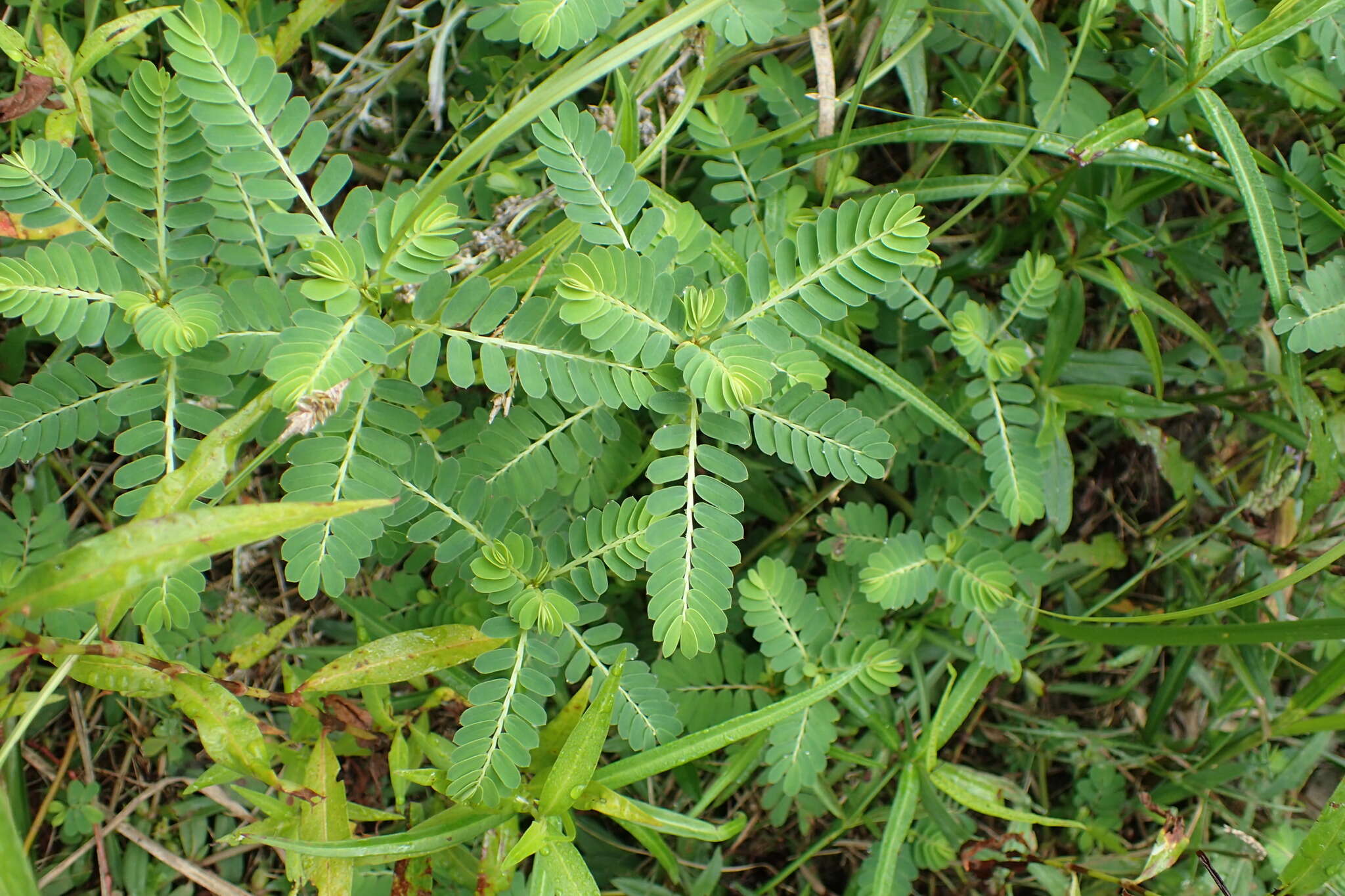 Imagem de Phyllanthus urinaria L.