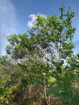 Image of Vochysia tucanorum Mart.