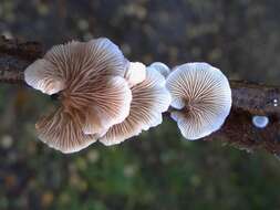 Image of Crepidotus mollis (Schaeff.) Staude 1857