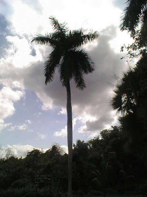 Image of Cuban Royal Palm