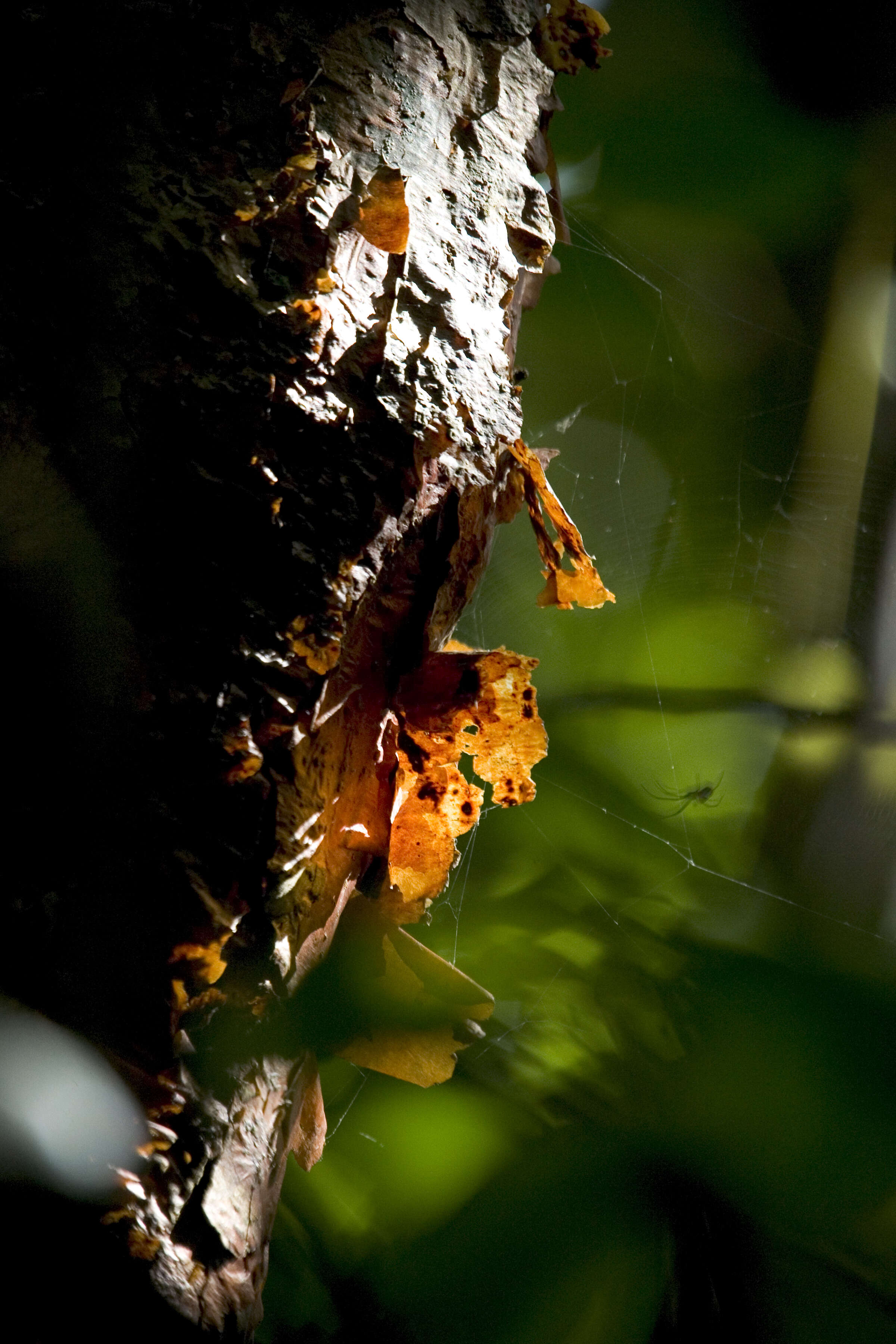 Image of gumbo limbo