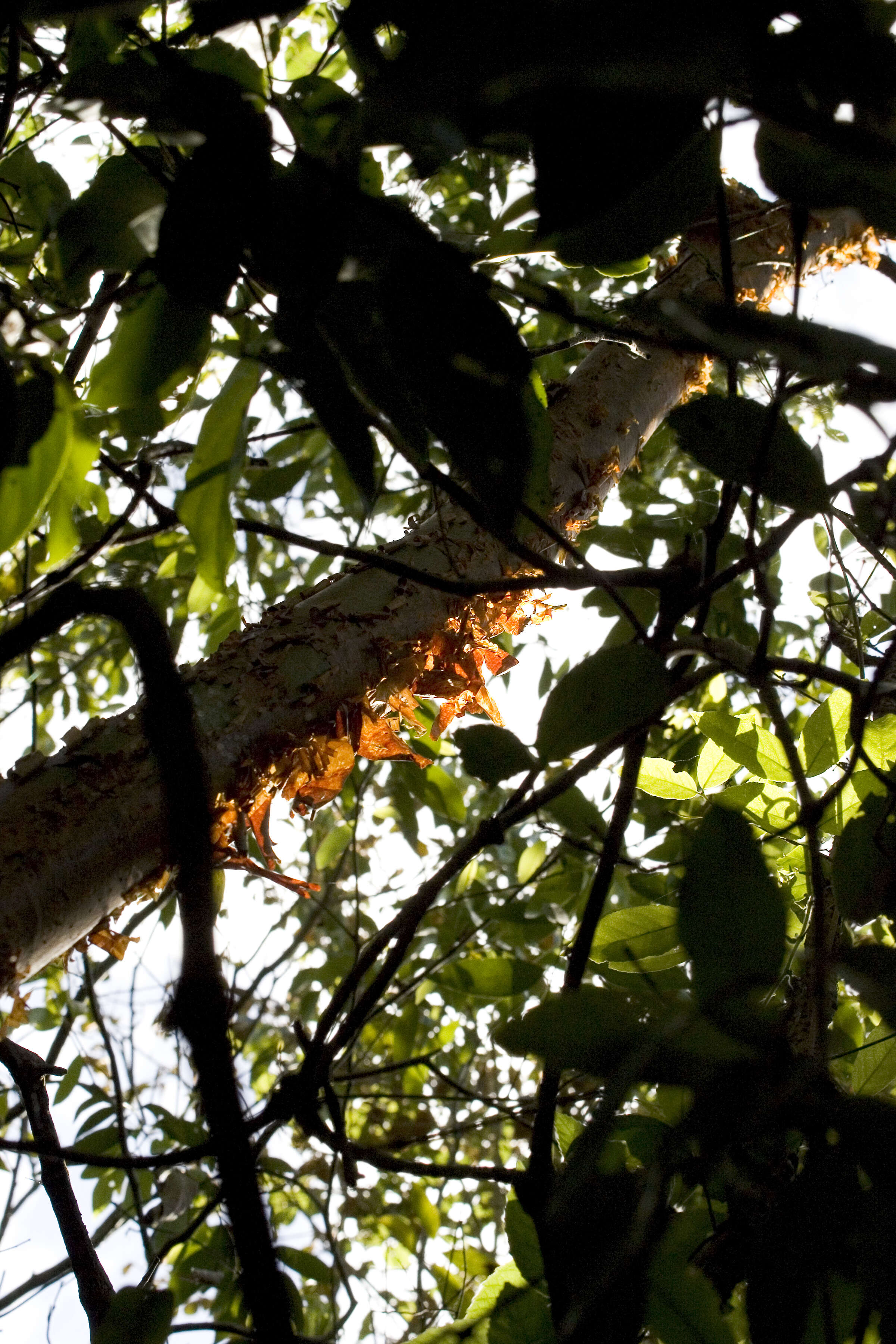 Image of gumbo limbo