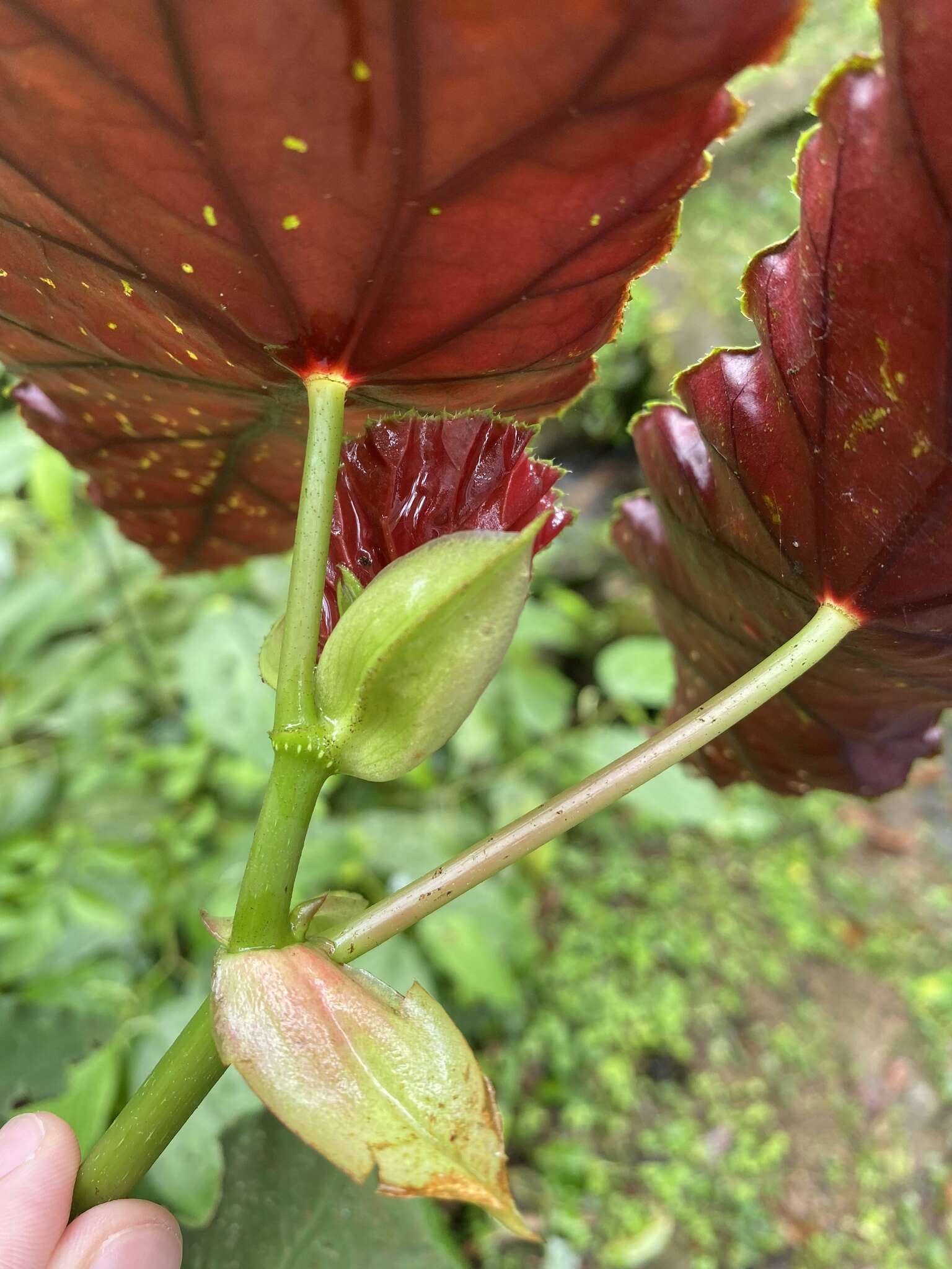 Image of Begonia pilgeriana Irmsch.