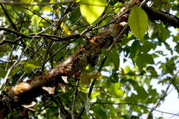 Image of gumbo limbo