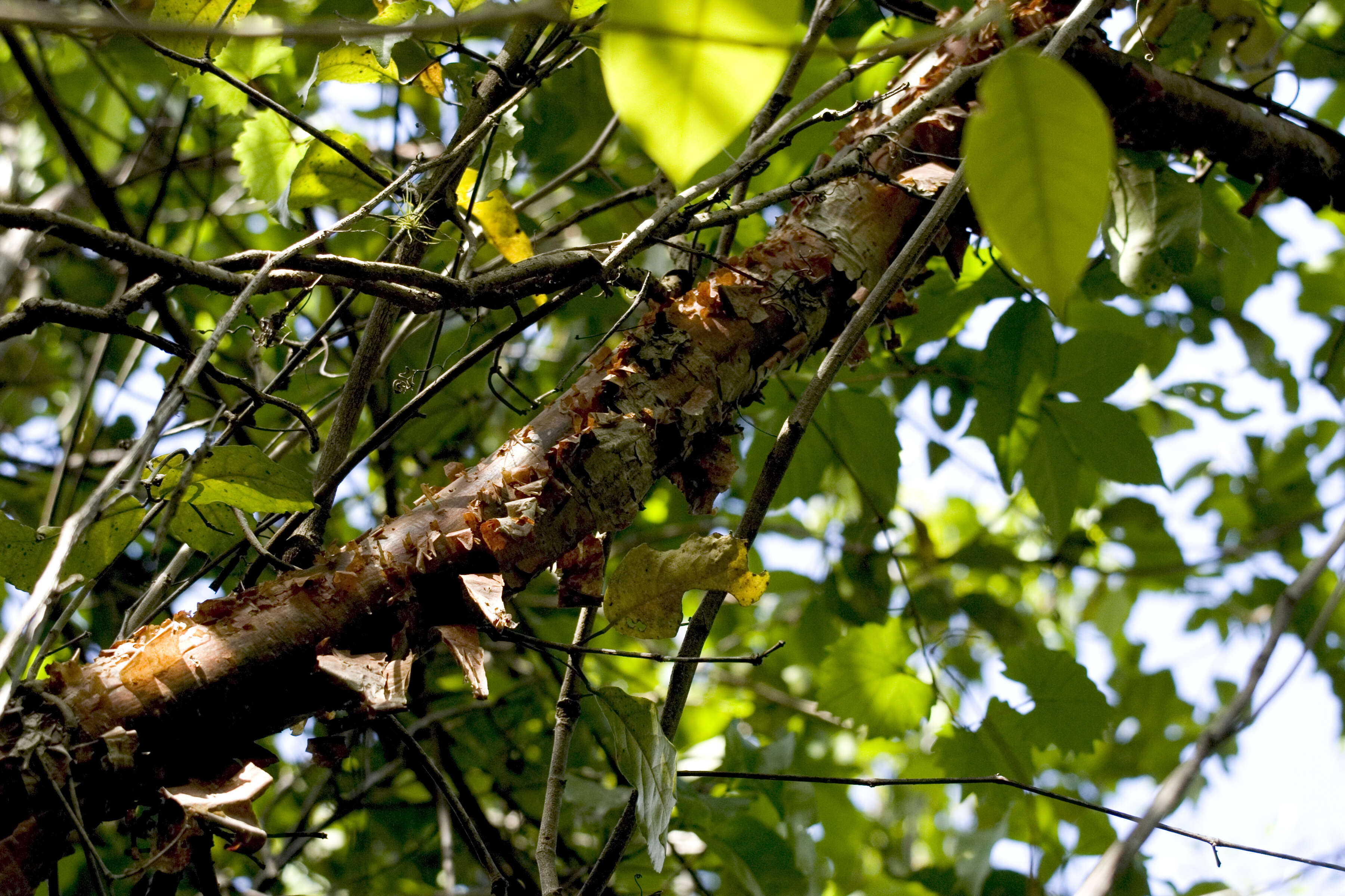 Image of gumbo limbo