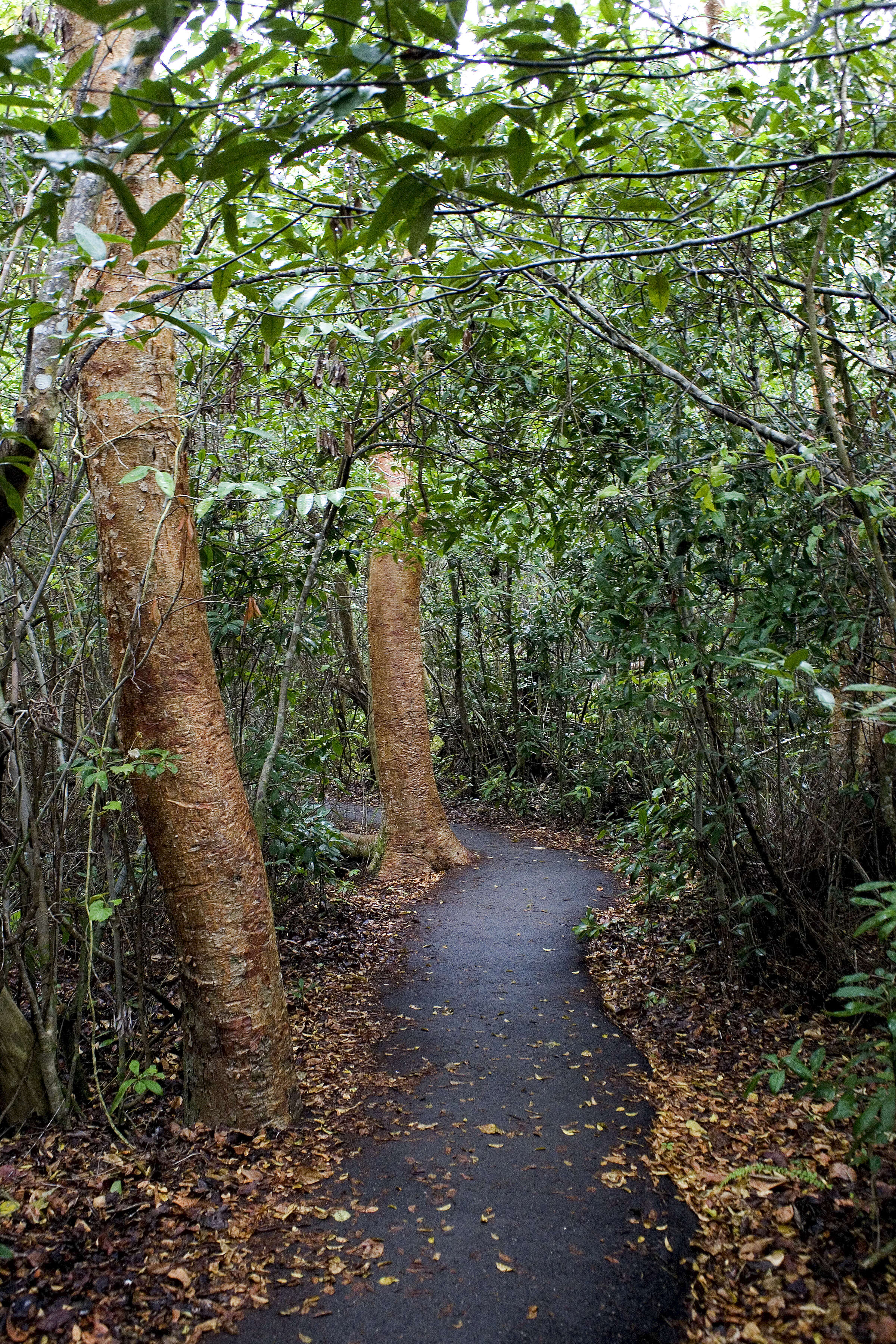 Image of gumbo limbo