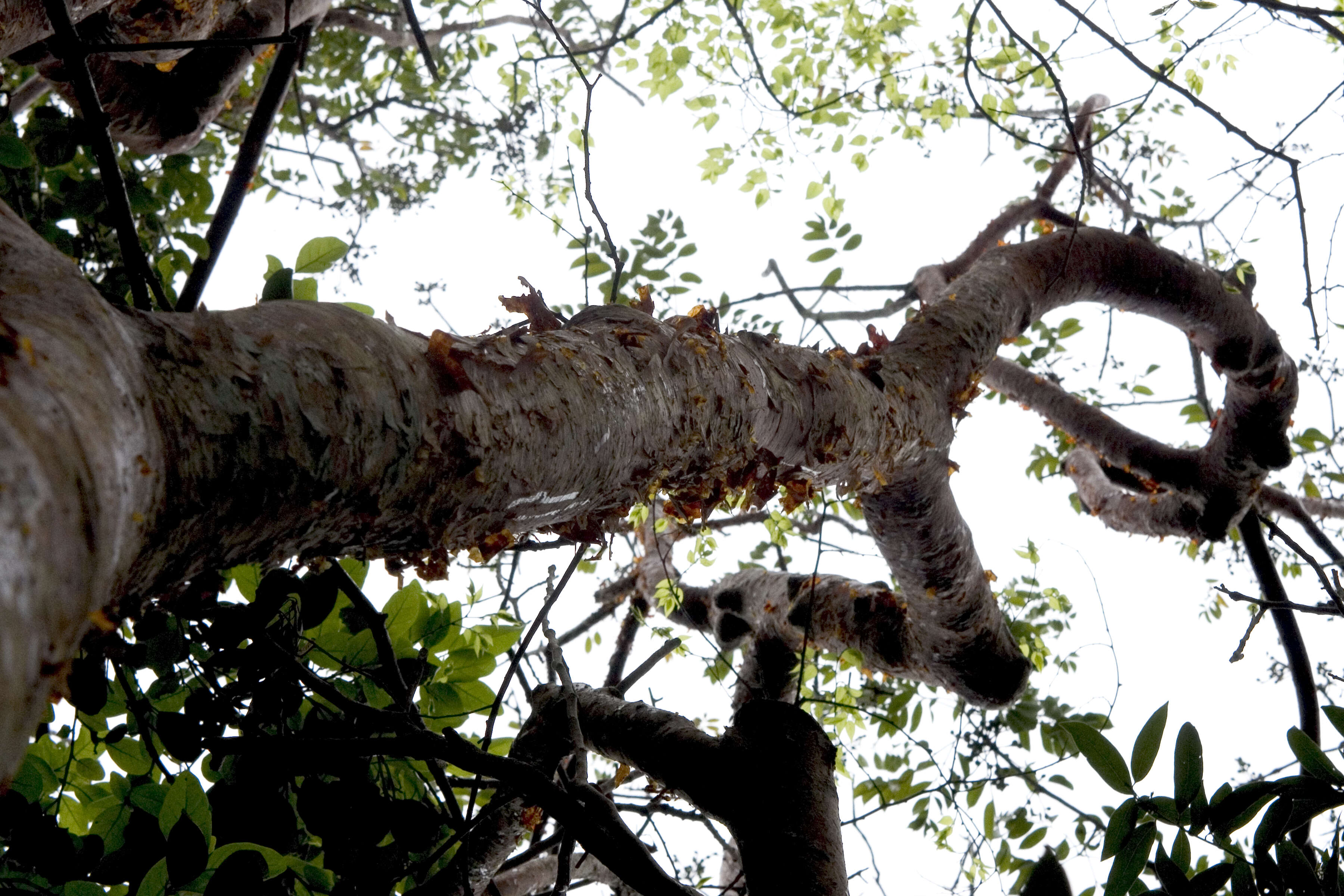 Image of gumbo limbo