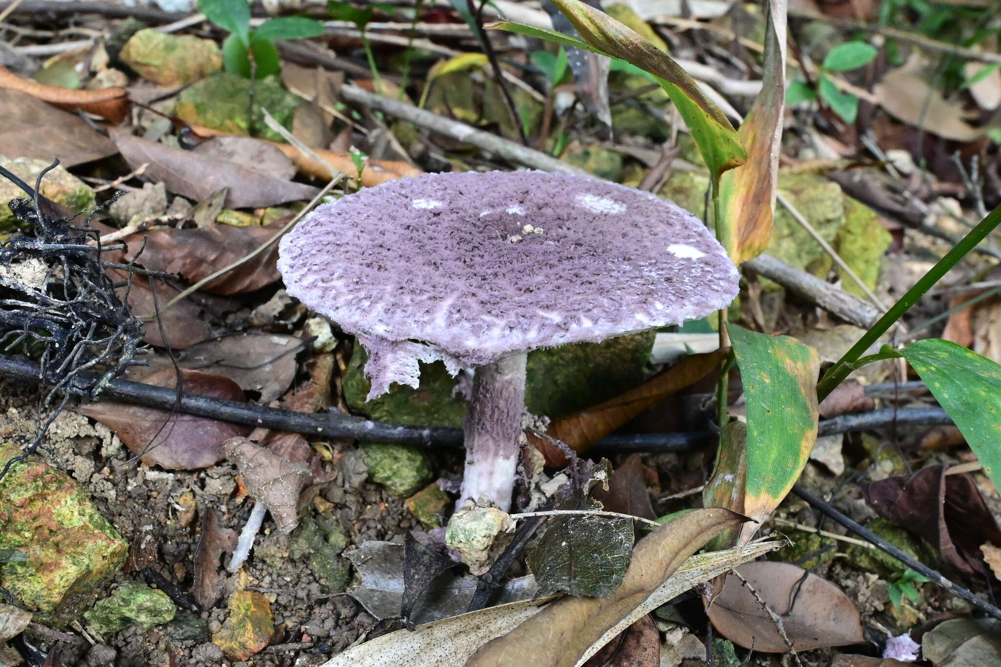 Image of Coniolepiota