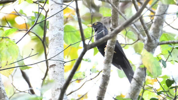 Turdus infuscatus (Lafresnaye 1844)的圖片