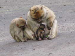 Image of Barbary Ape