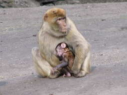 Image of Barbary Ape