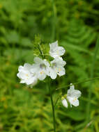 Image de Polémoine bleue