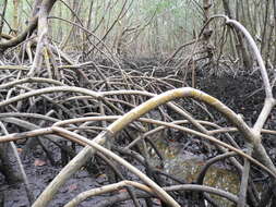 Image of White Mangroves