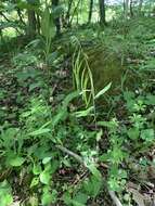 Image of Borodinia canadensis