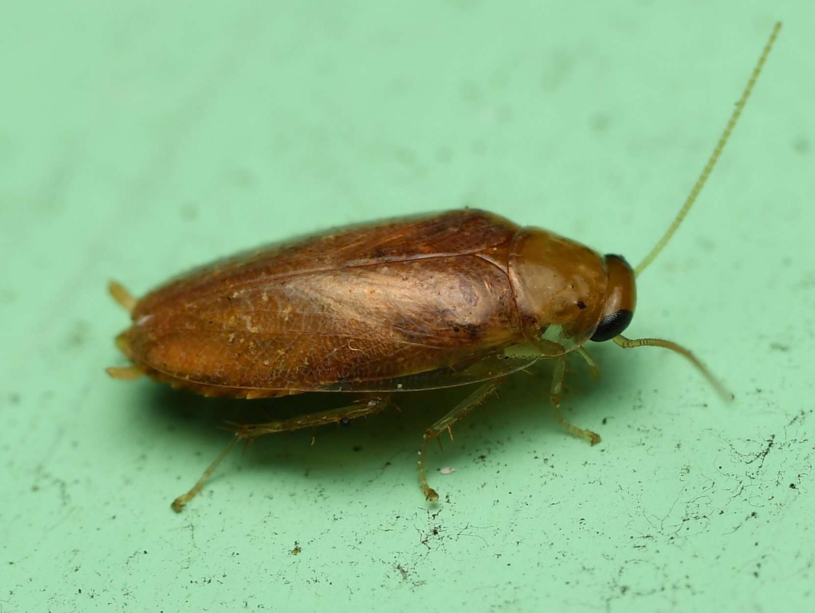 Image of Plectoptera