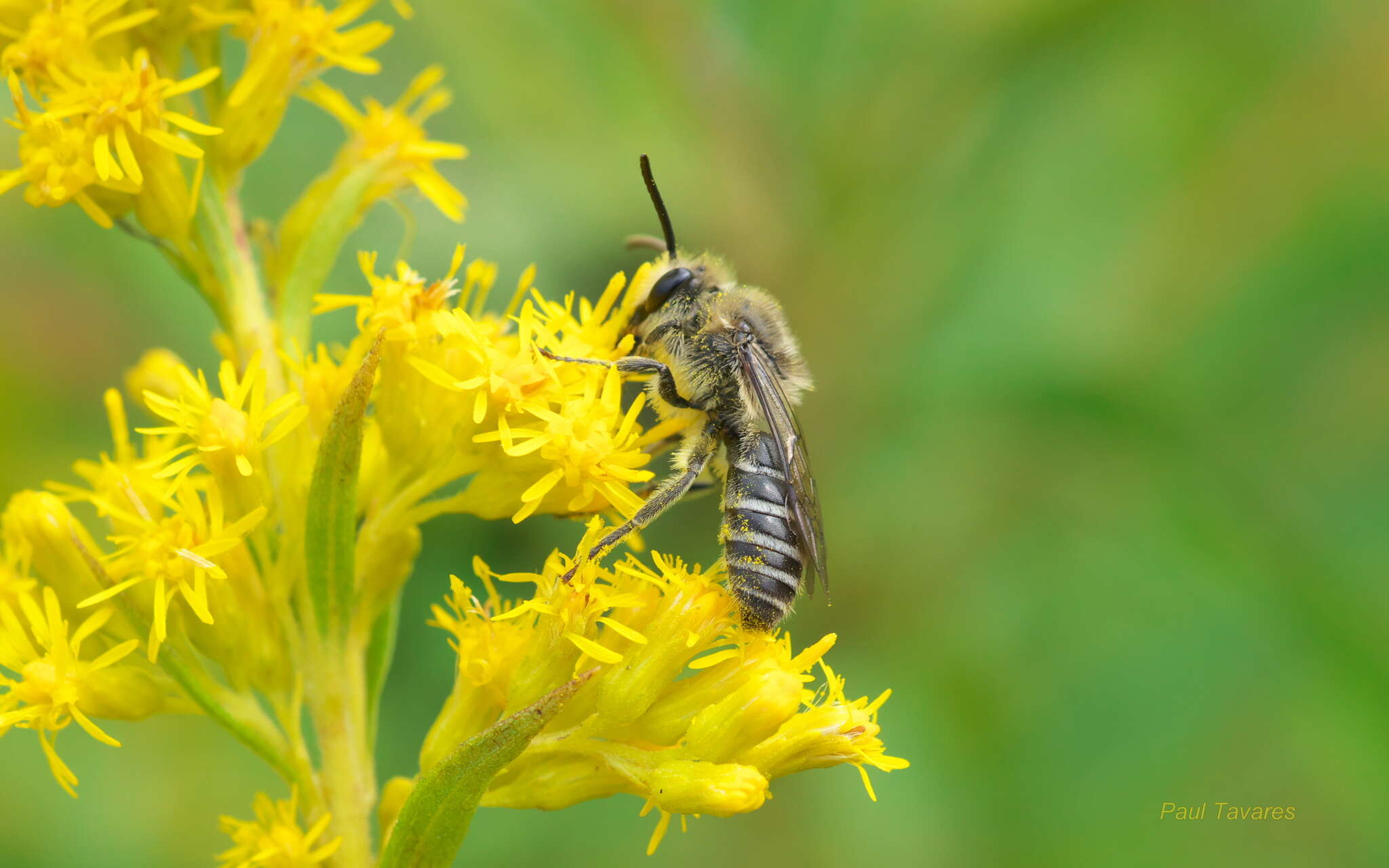 Imagem de Colletes compactus Cresson 1868