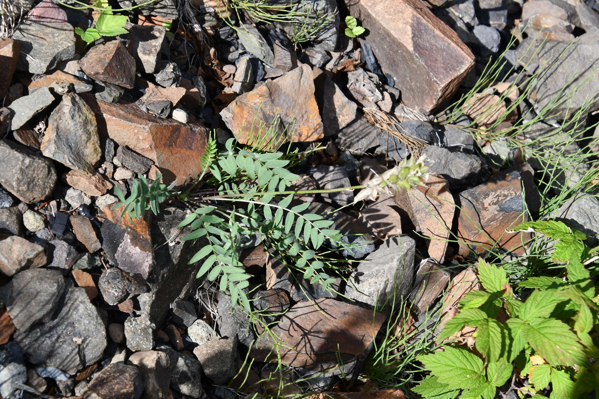 Image de Oxytropis middendorffii Trautv.