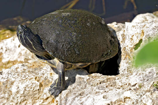 Image of Peninsula Cooter