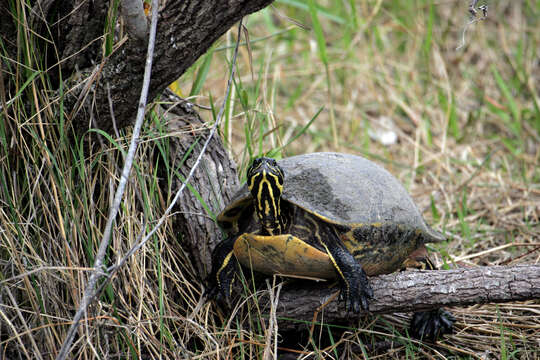 Image of Florida Red-bellied Cooter