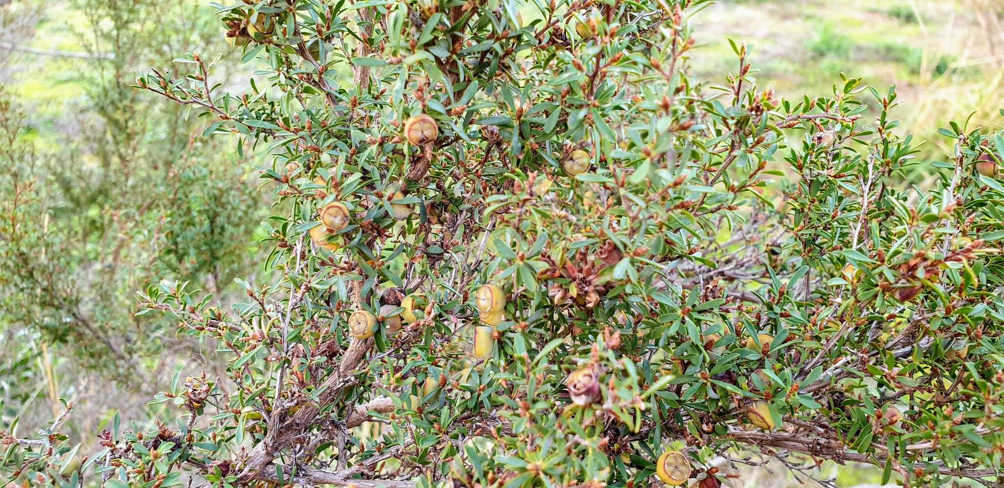 Sivun Leptospermum myrsinoides Schltdl. kuva