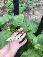 Image of Pokeweed mosaic virus