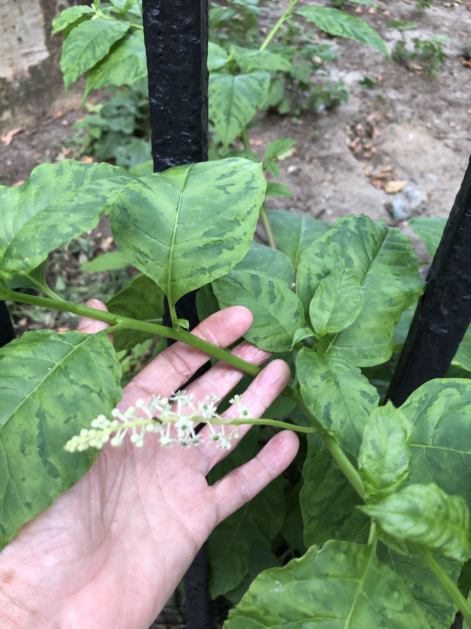 Sivun Pokeweed mosaic virus kuva