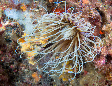 Image of Mediterranean cerianthid